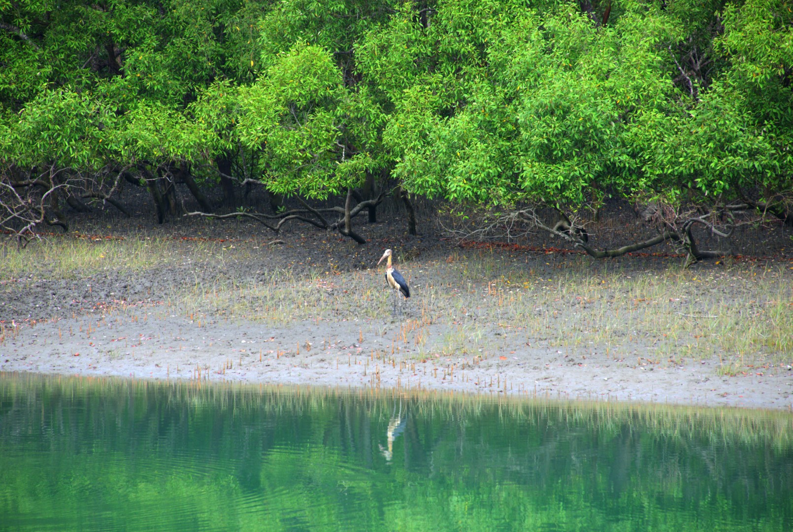 Lesser Adjutant