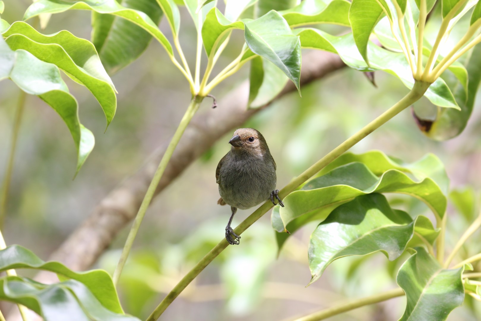 Lesser Antillean Bullfinch