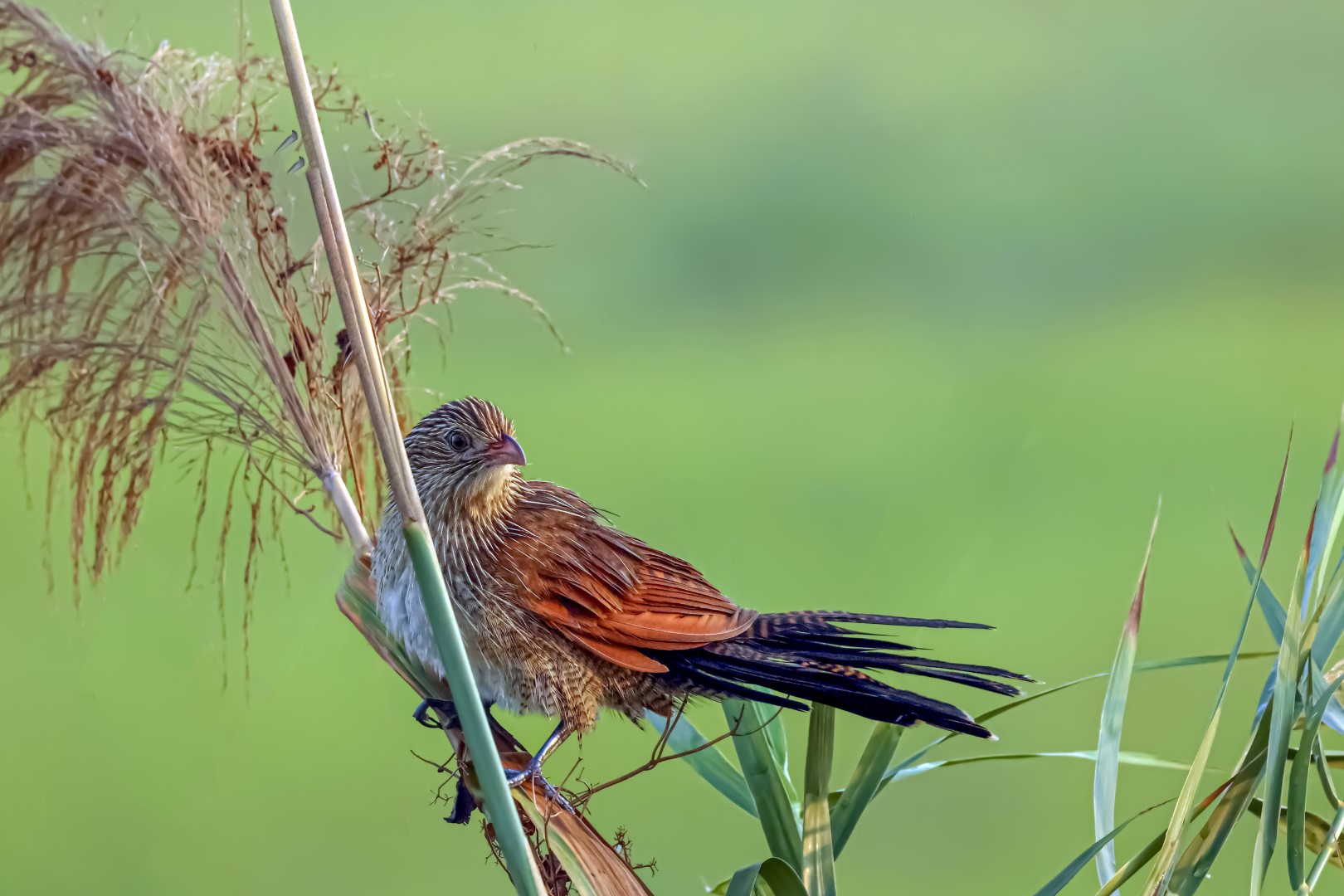 Lesser Coucal