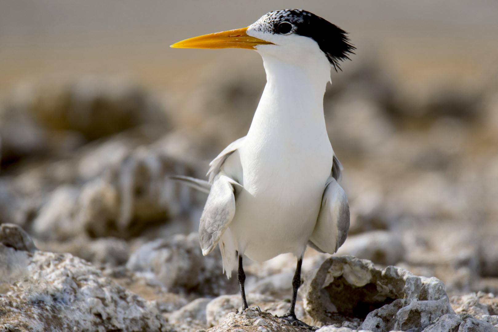 Lesser Crested Tern