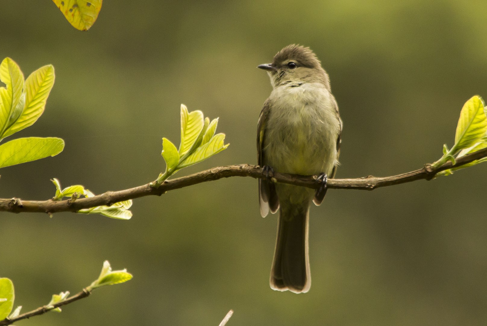 Lesser Elaenia