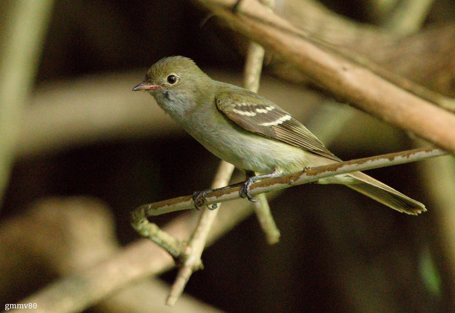 Lesser Elaenia
