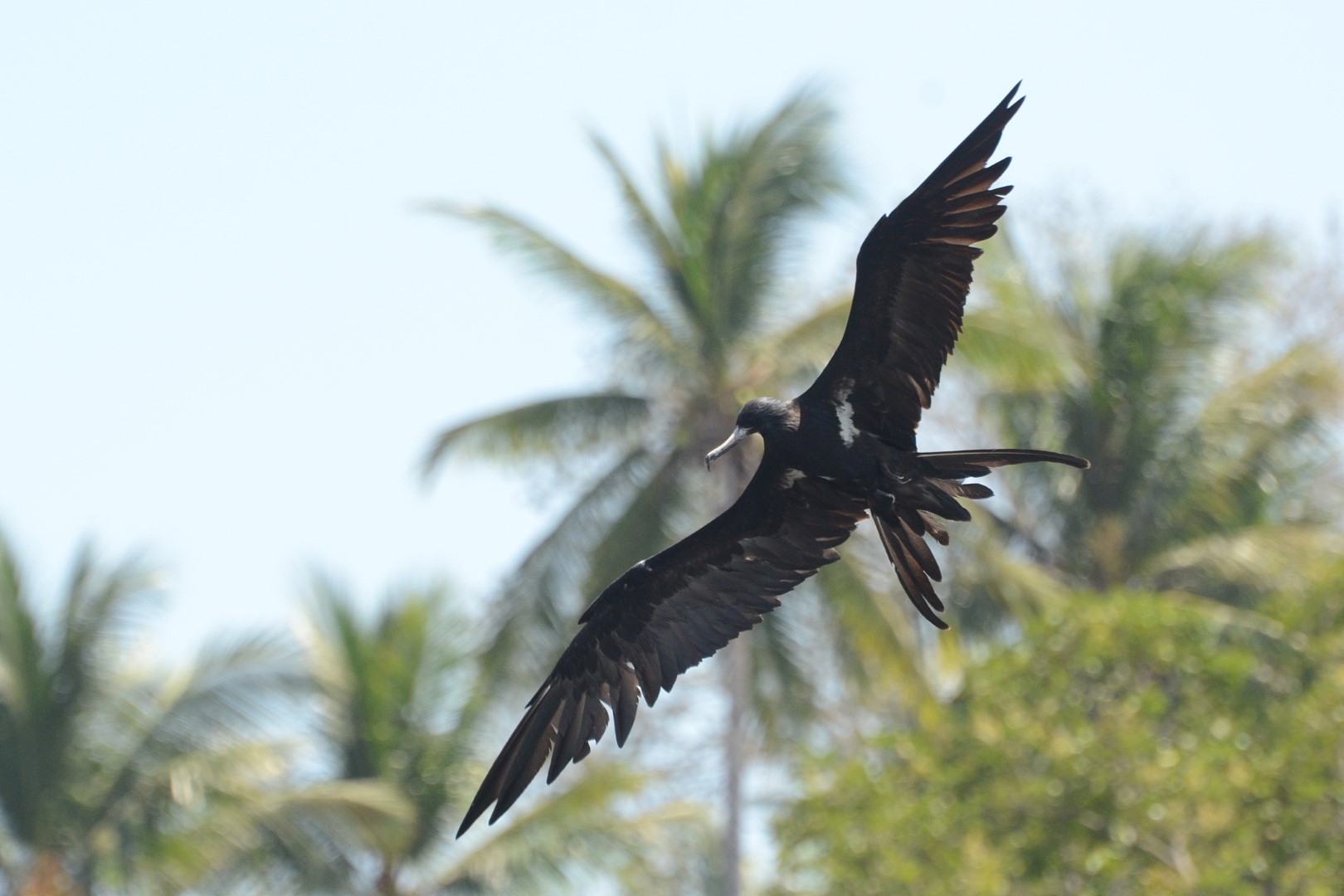 Lesser Frigatebird