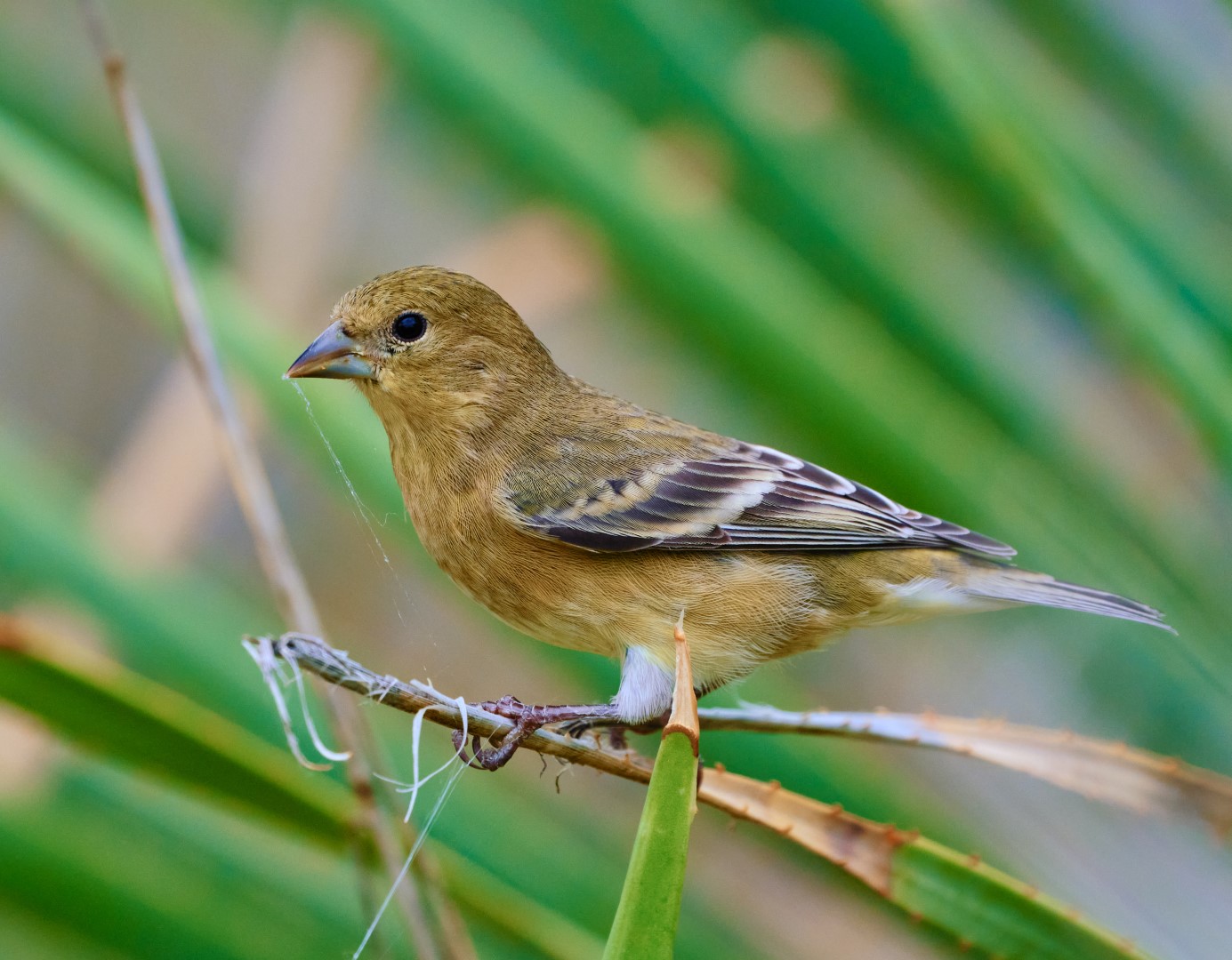 Lesser Goldfinch