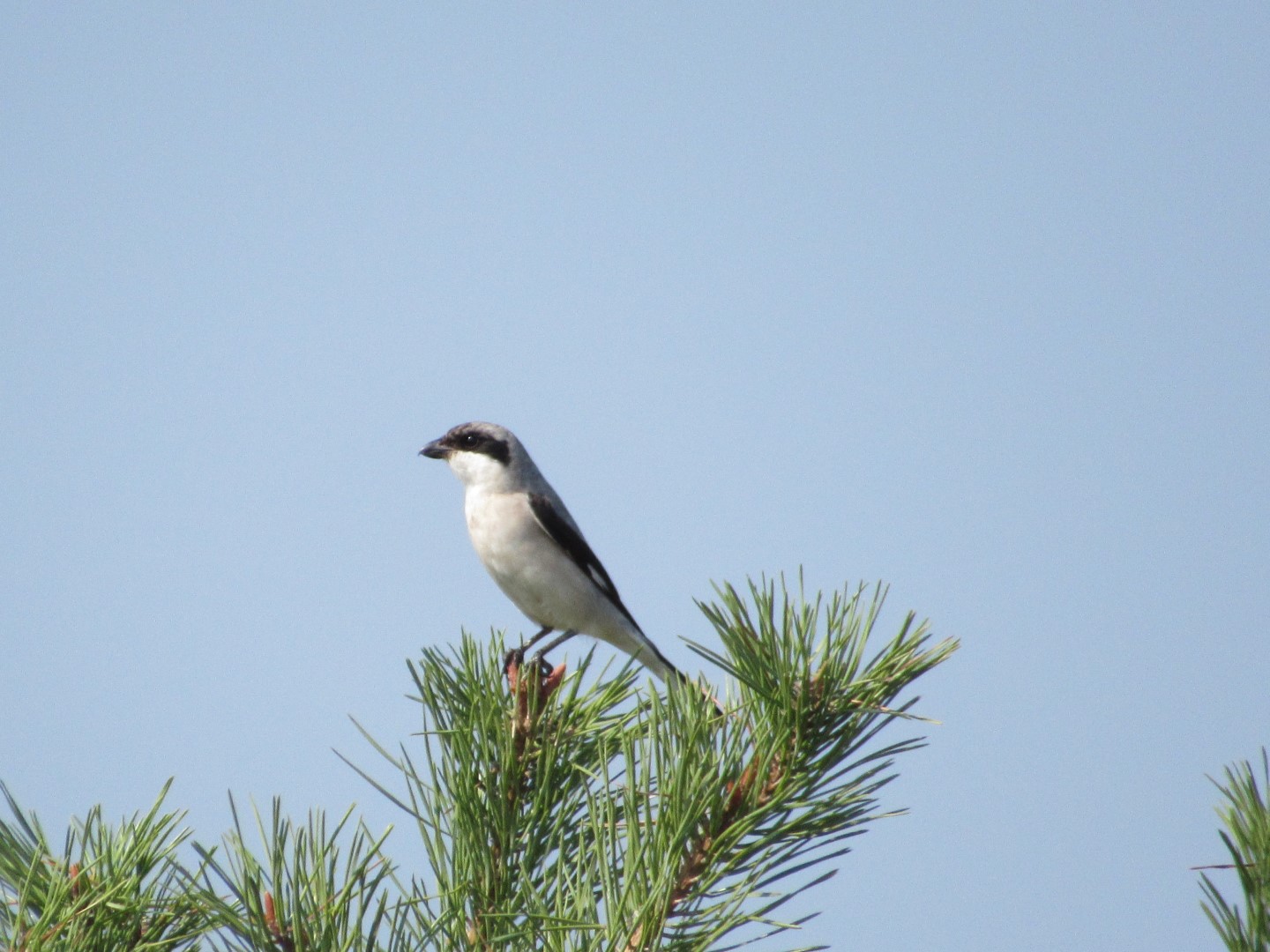 Lesser Grey Shrike