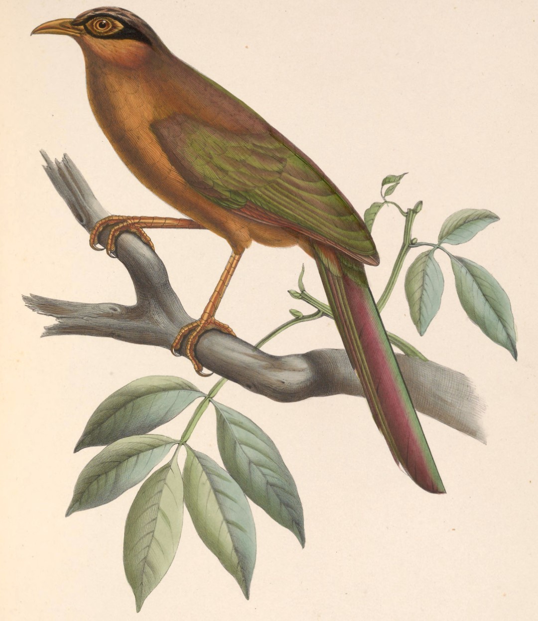 Lesser Ground Cuckoo