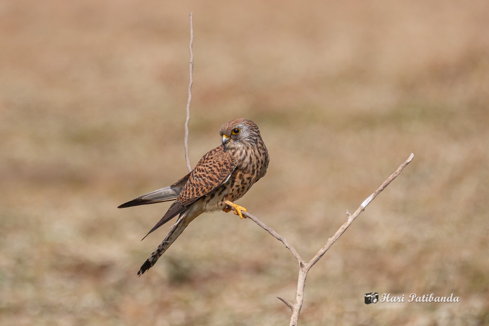 Lesser Kestrel
