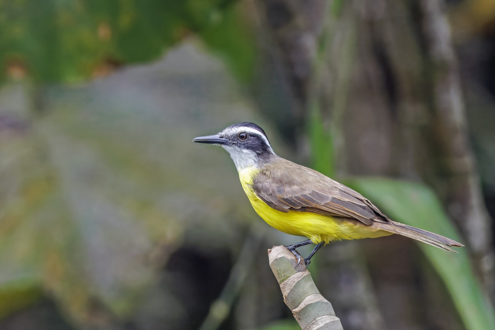 Lesser Kiskadee