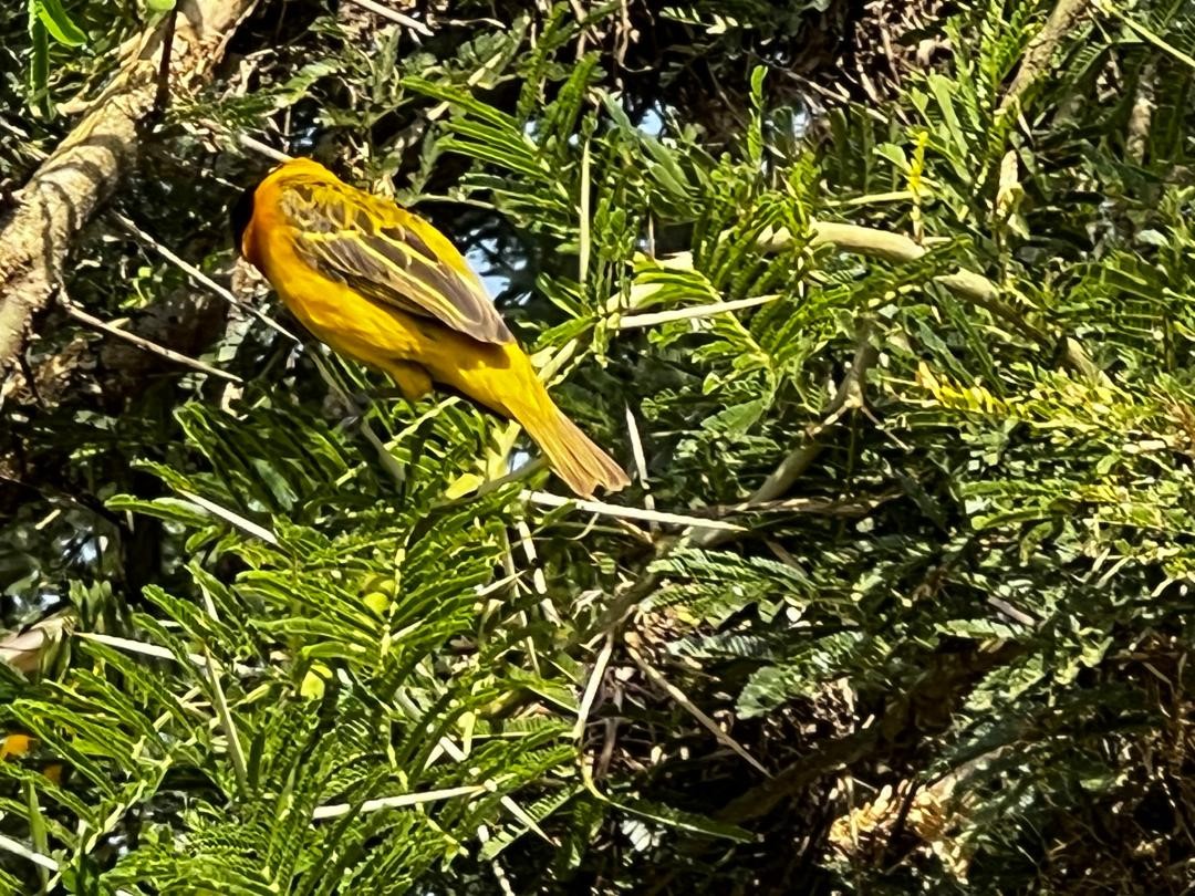 Lesser Masked Weaver