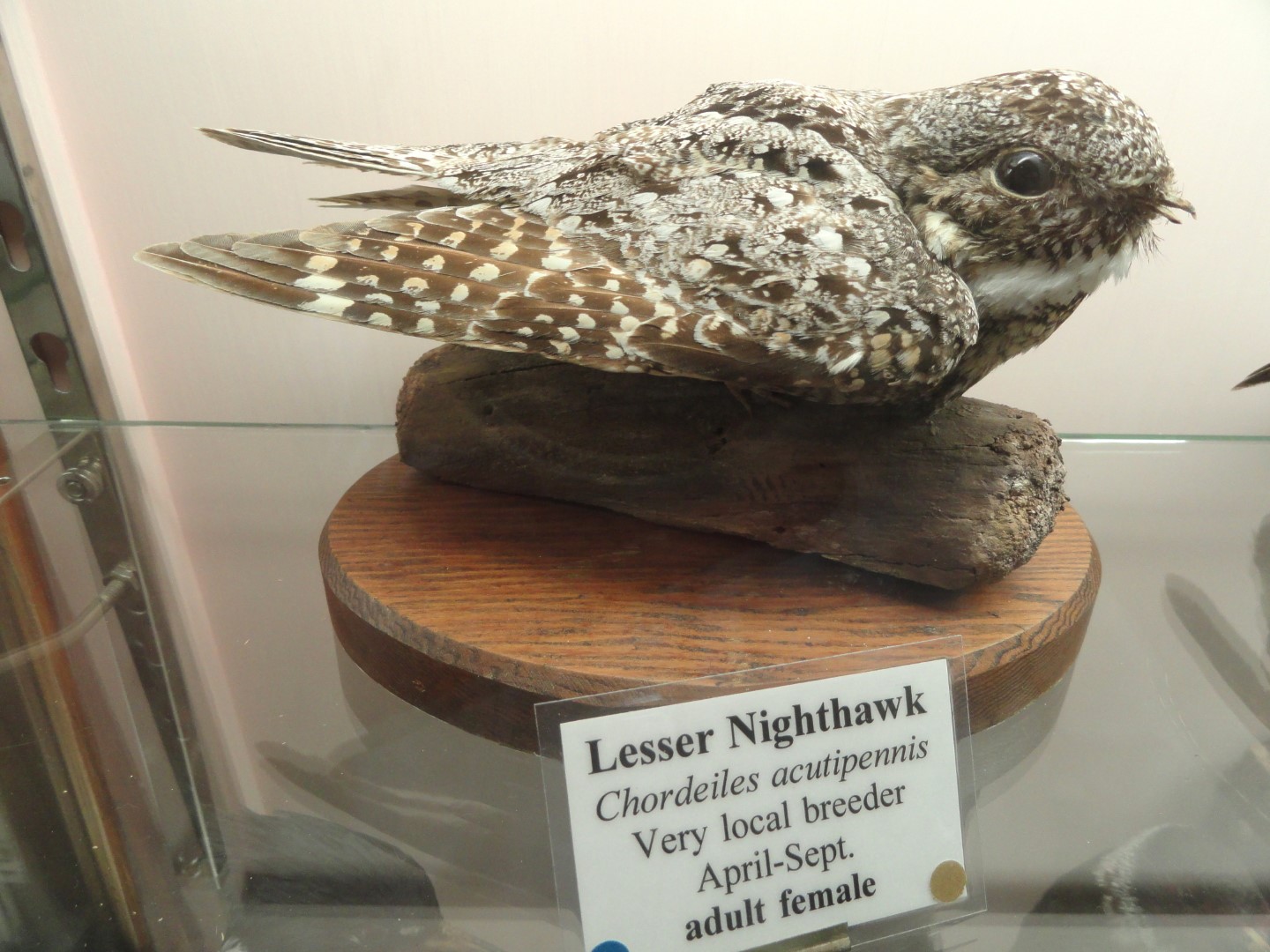Lesser Nighthawk