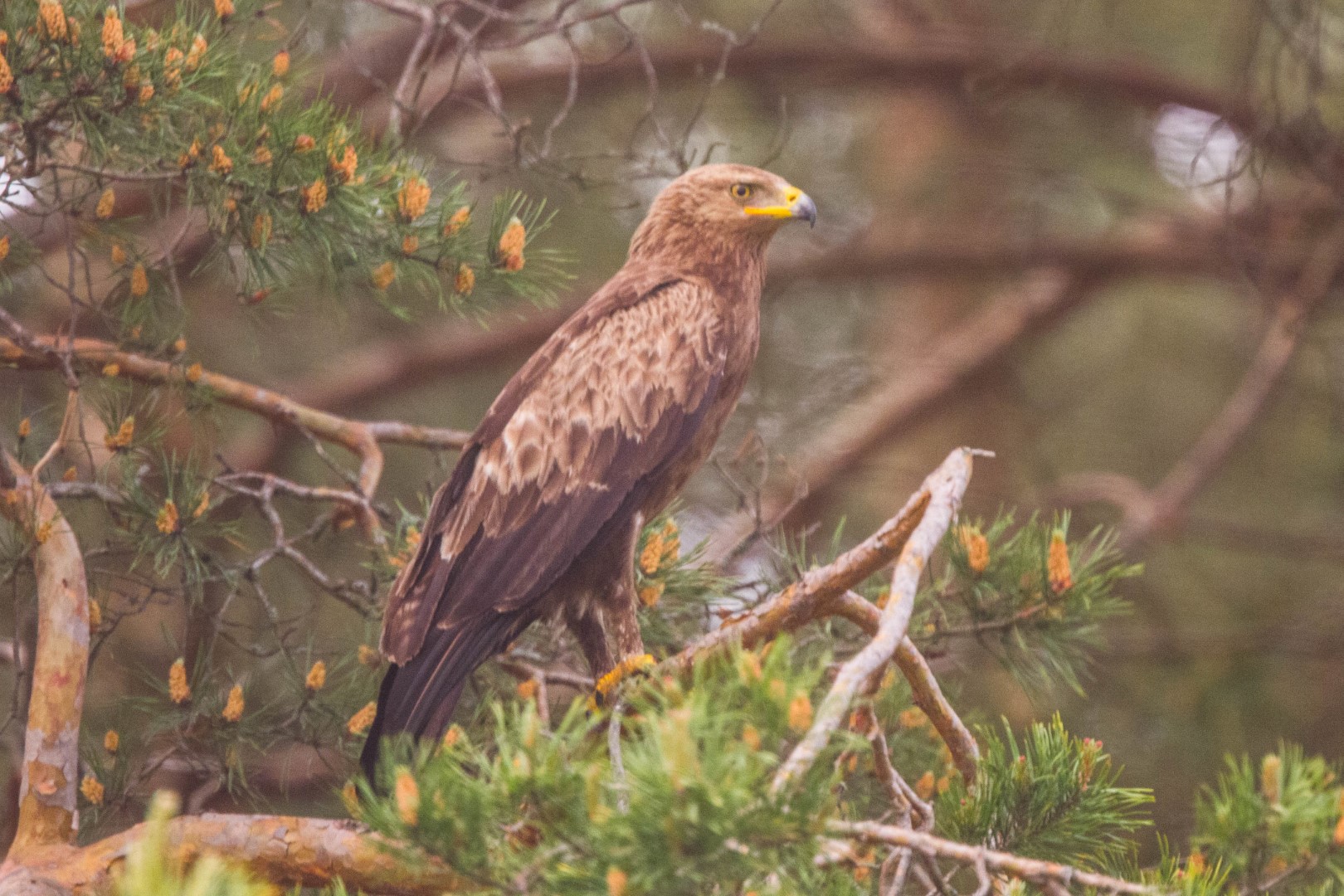 Lesser Spotted Eagle