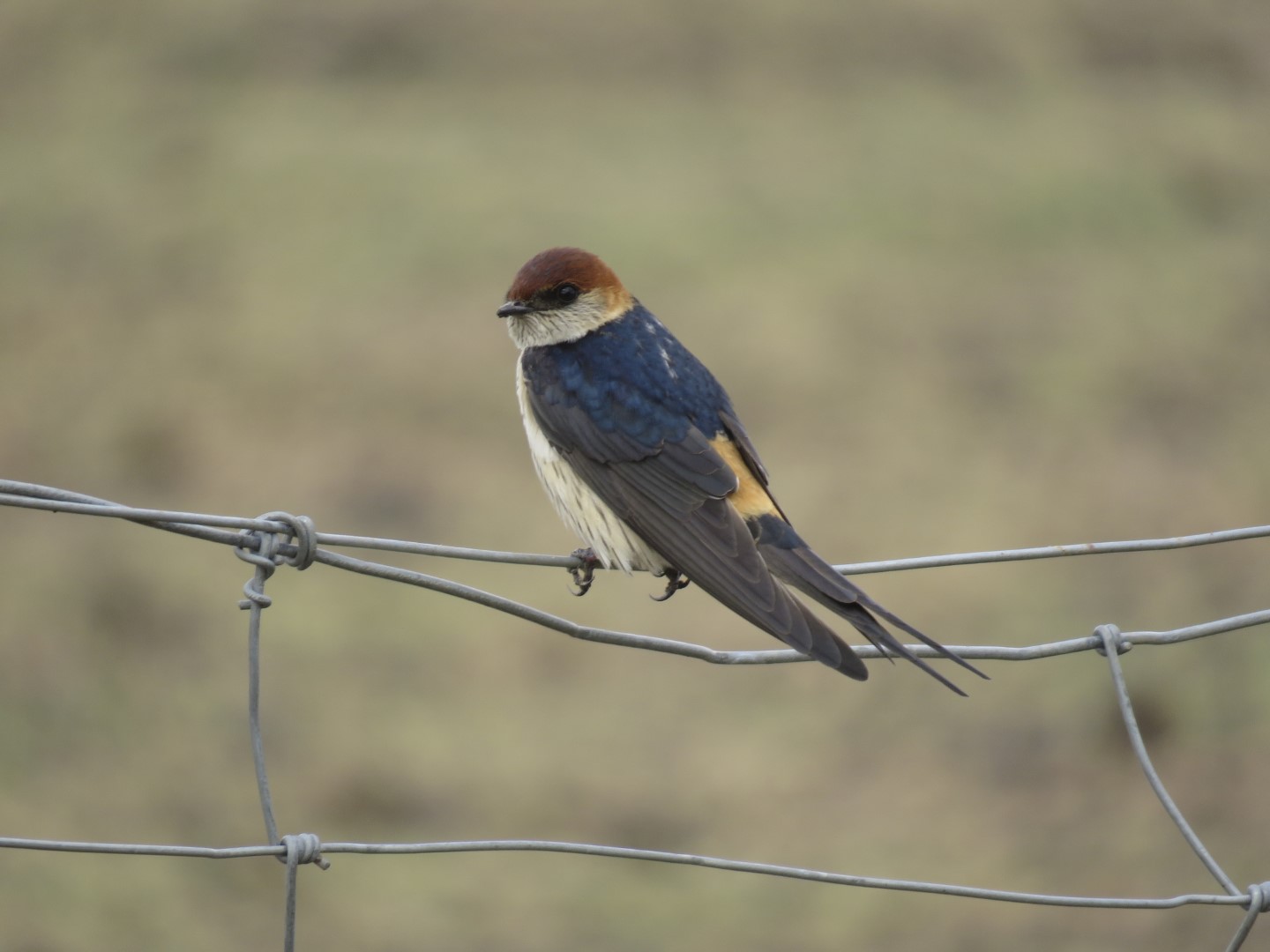 Lesser Striped Swallow