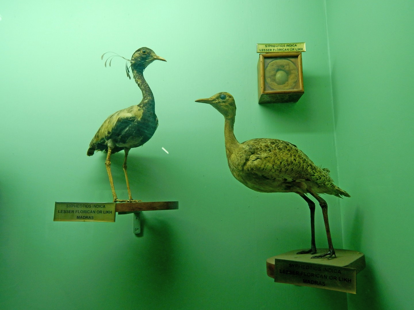 Lesser Whistling Duck