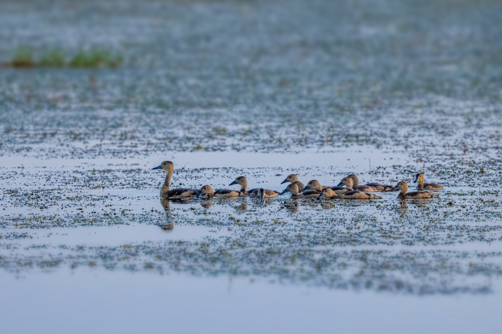 Lesser Whistling Duck