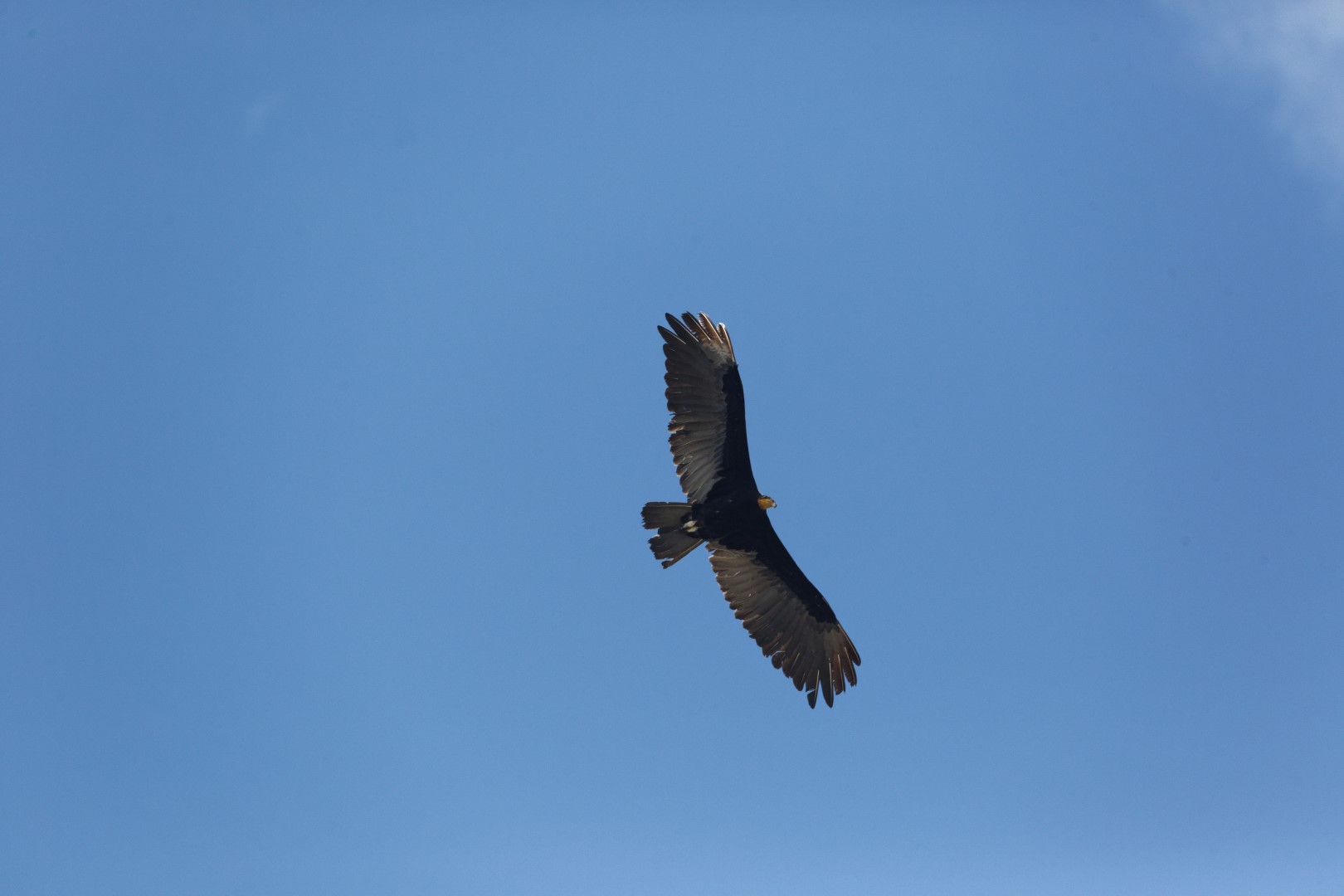Lesser Yellow-headed Vulture