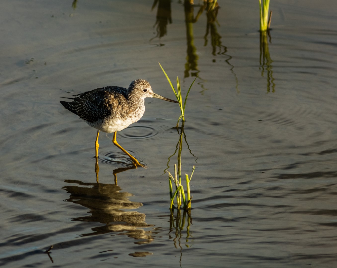 Lesser Yellowlegs