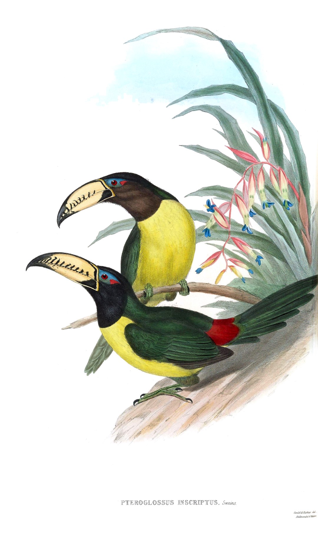 Lettered Aracari