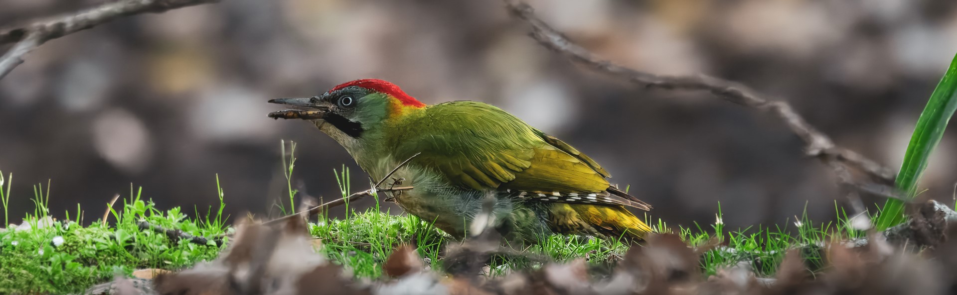 Levaillant's Woodpecker