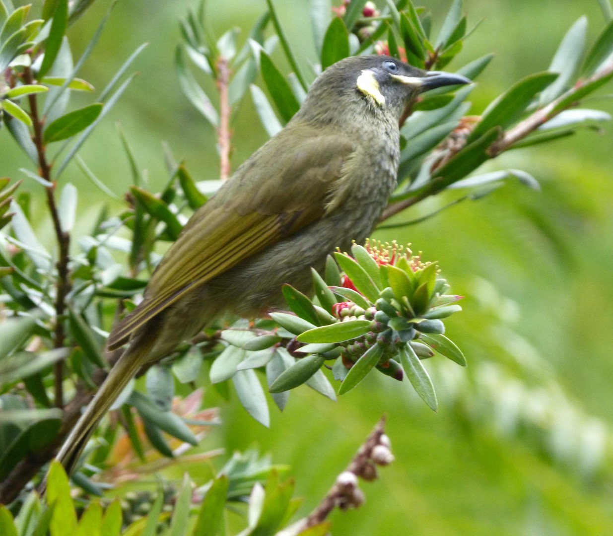 Lewin's Honeyeater