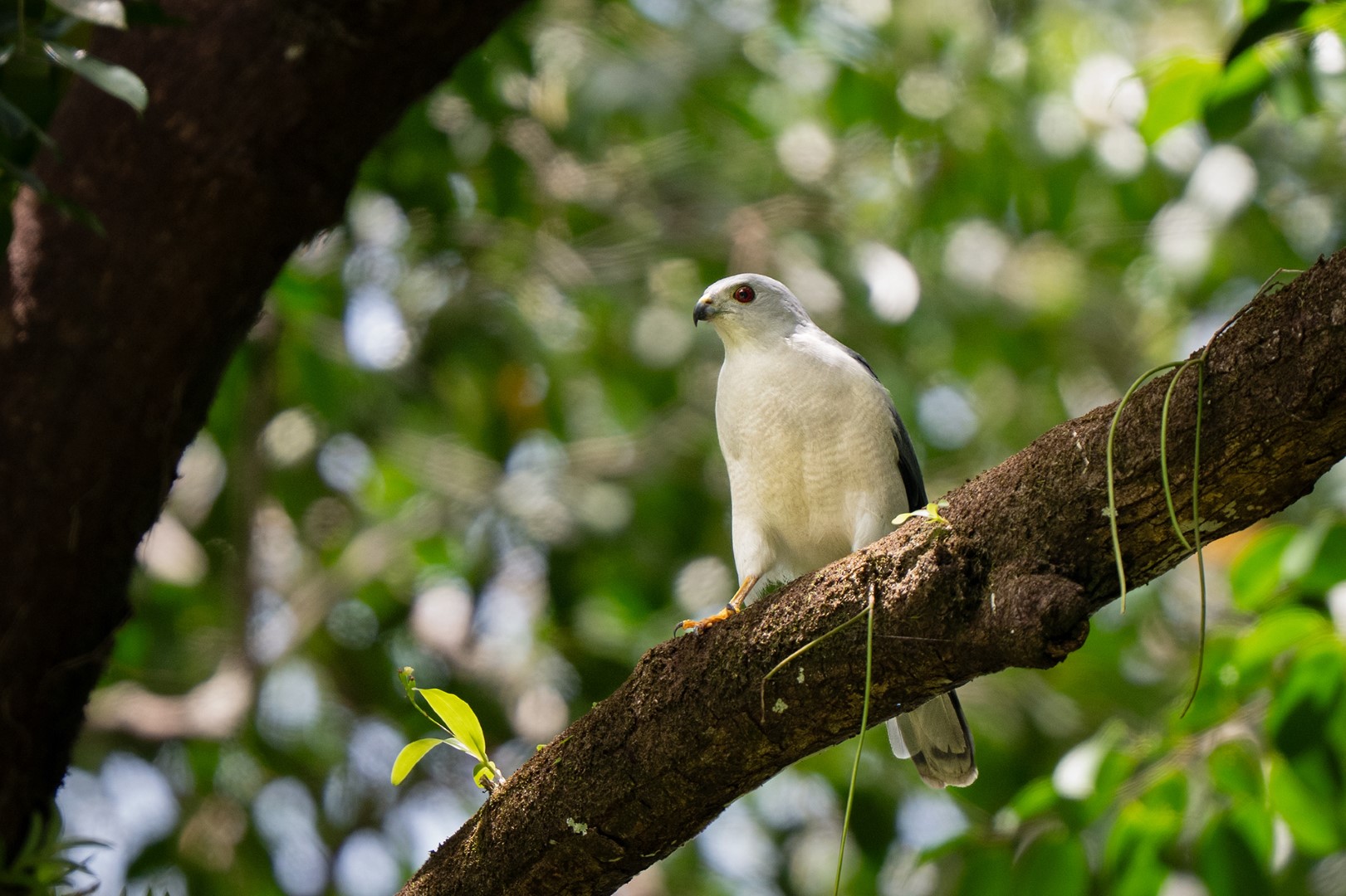 Liberian Greenbul
