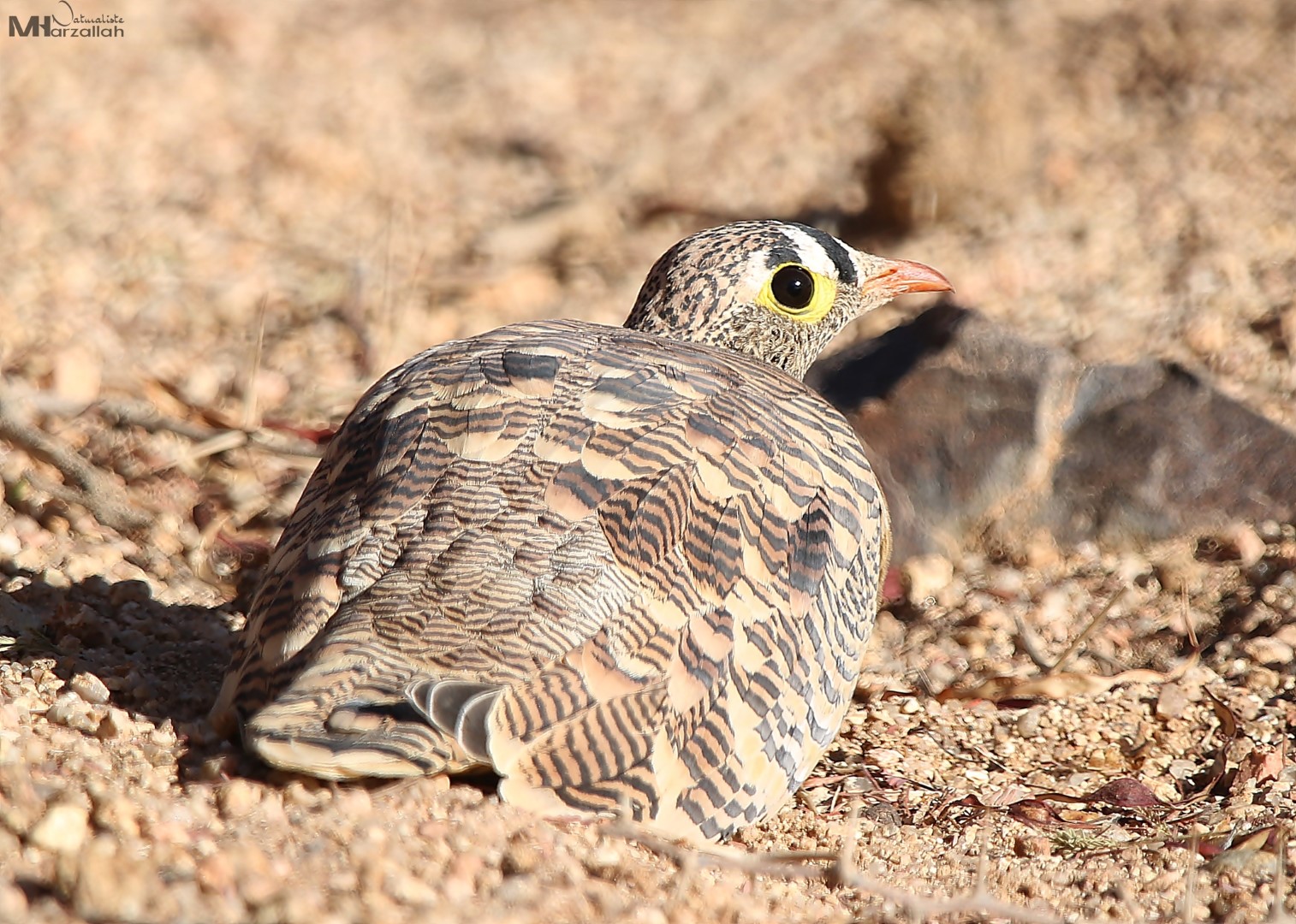 Lichtenstein's Sandgrouse