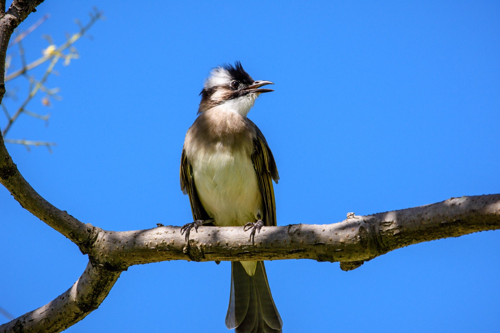 Light-vented Bulbul