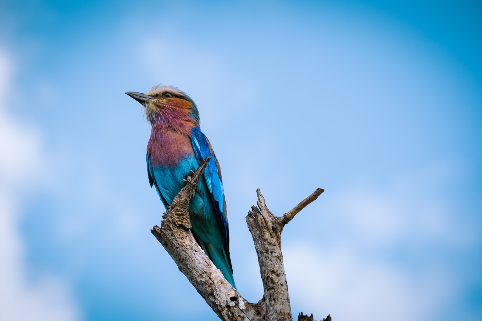 Lilac-breasted roller