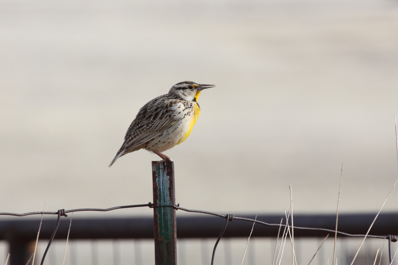 Lilian's Meadowlark