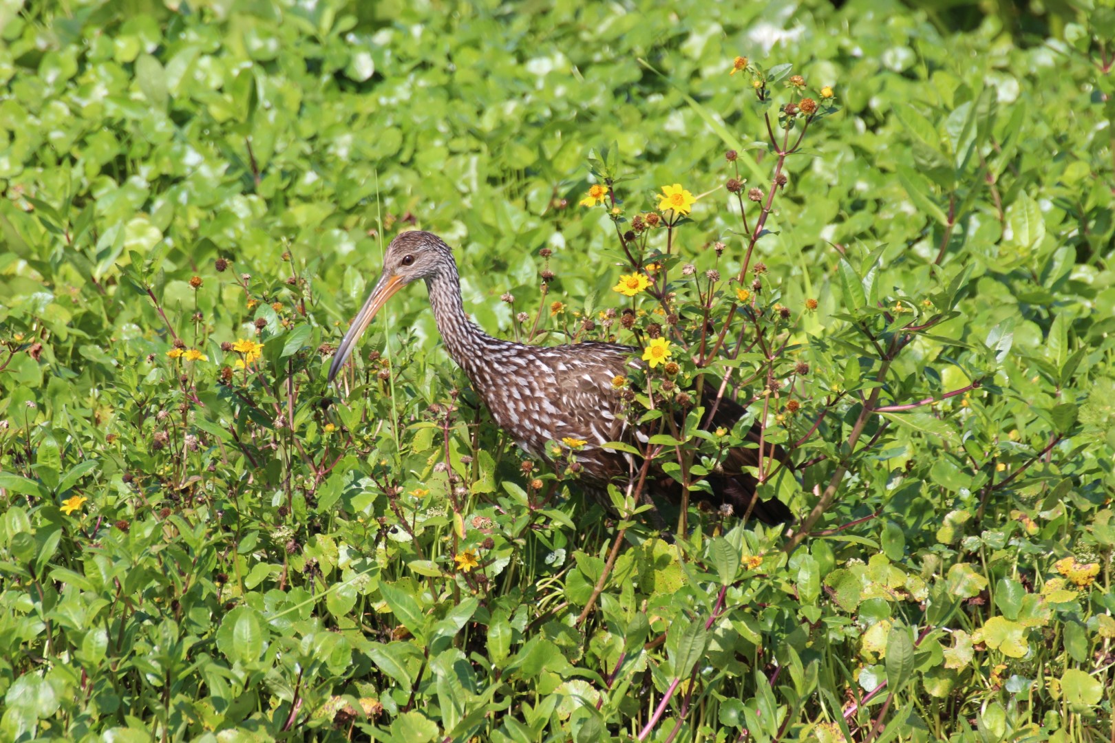 Limpkin