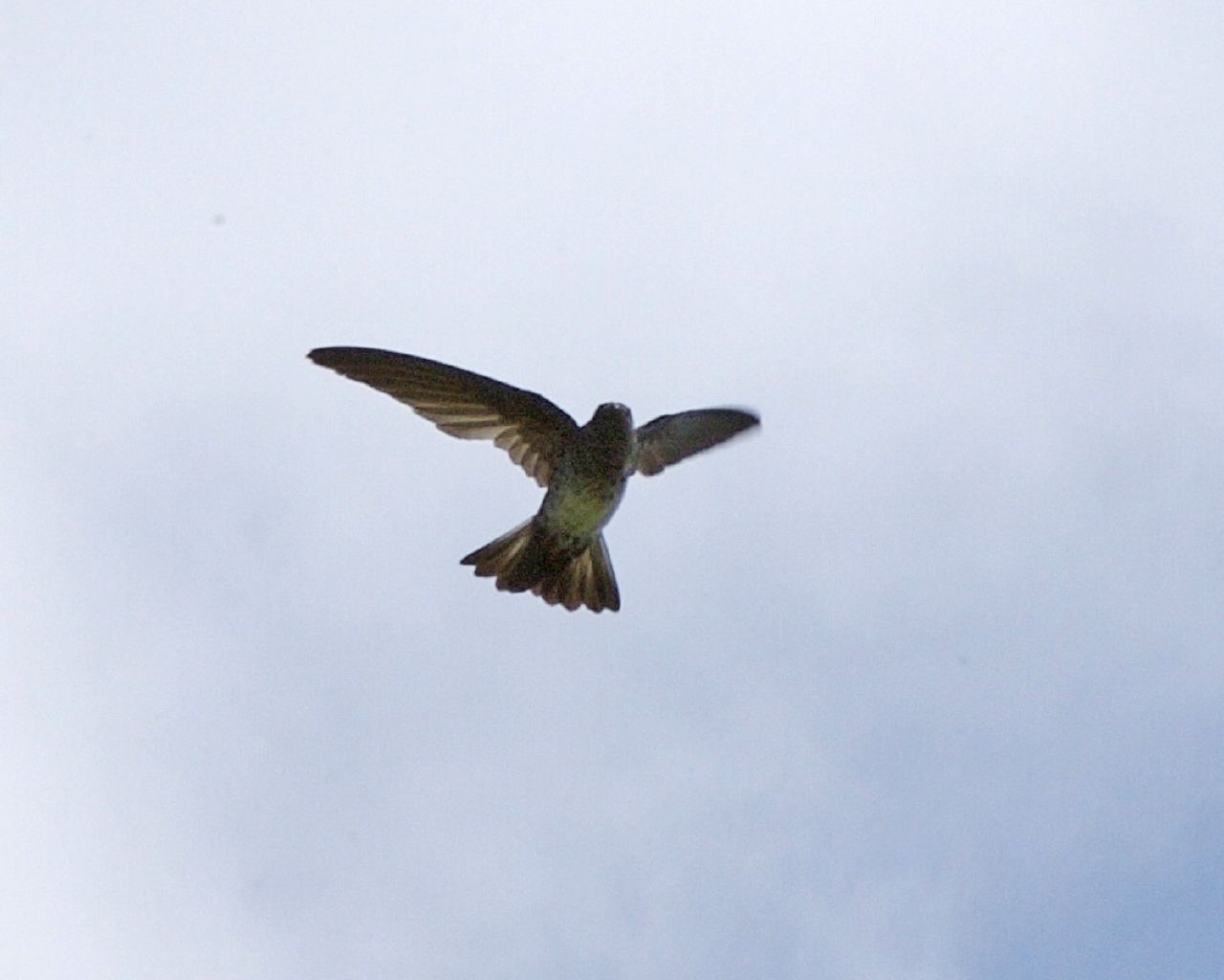 Linchi Swiftlet