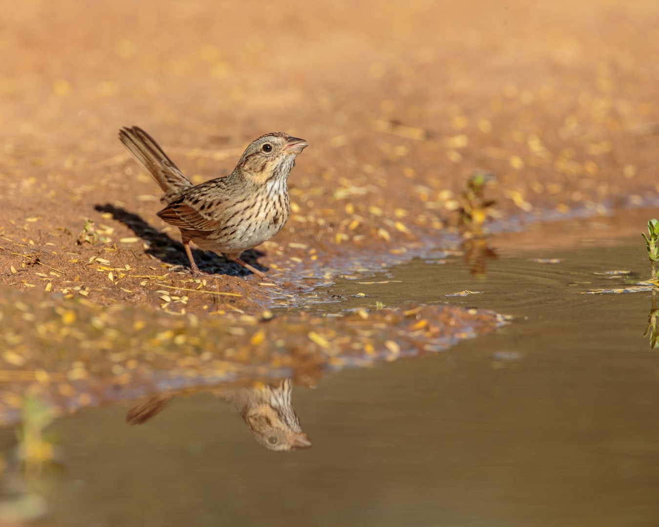 Lincoln's Sparrow