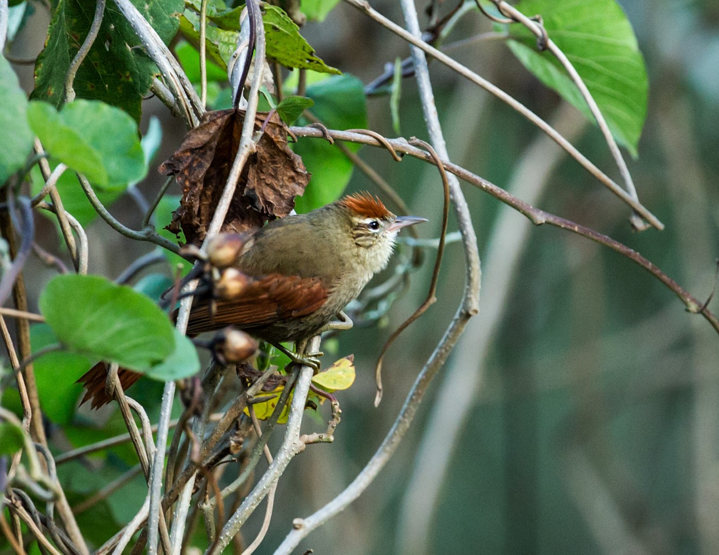 Line-cheeked Spinetail