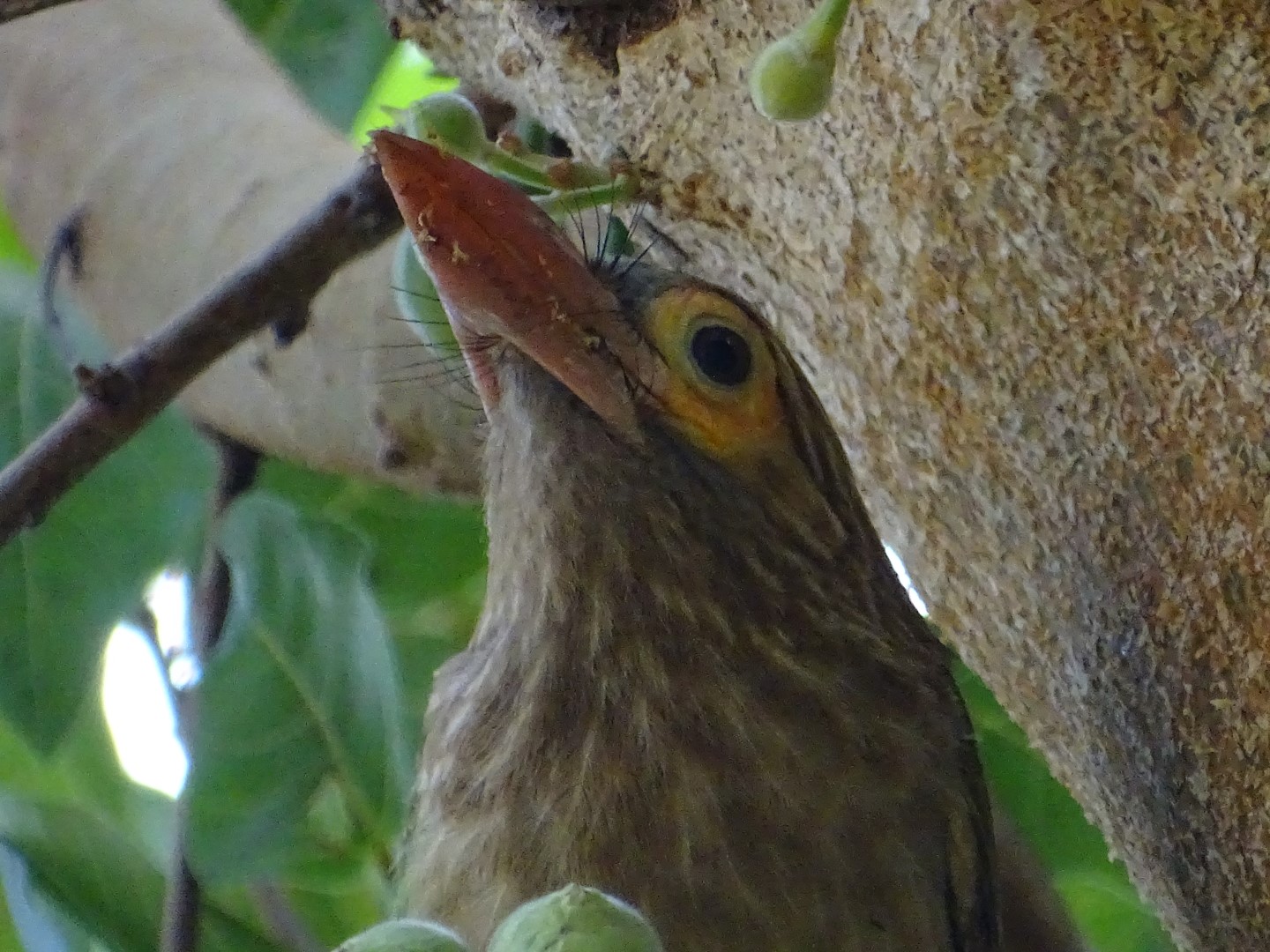 Lineated Barbet