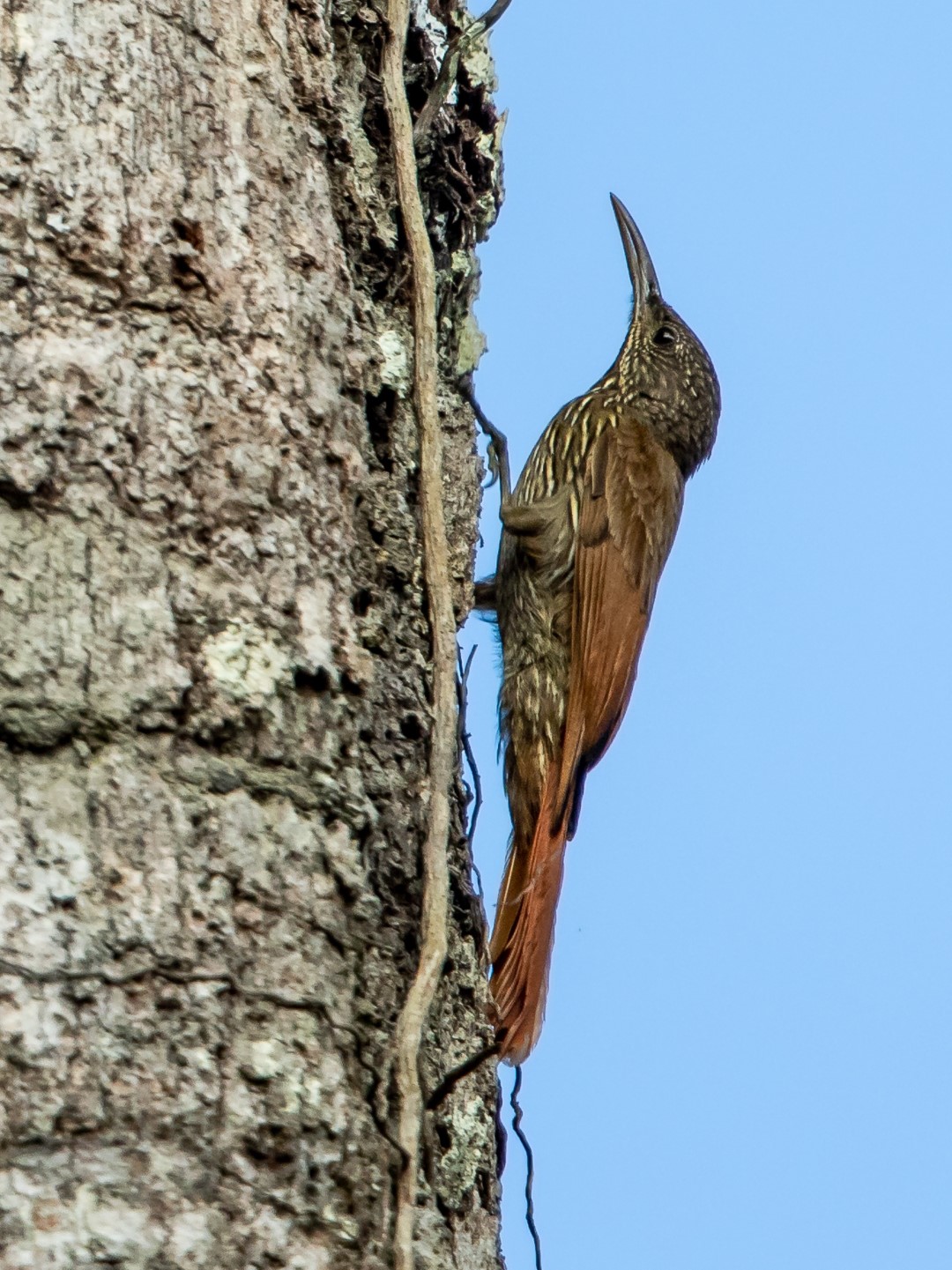 Lineated Woodcreeper
