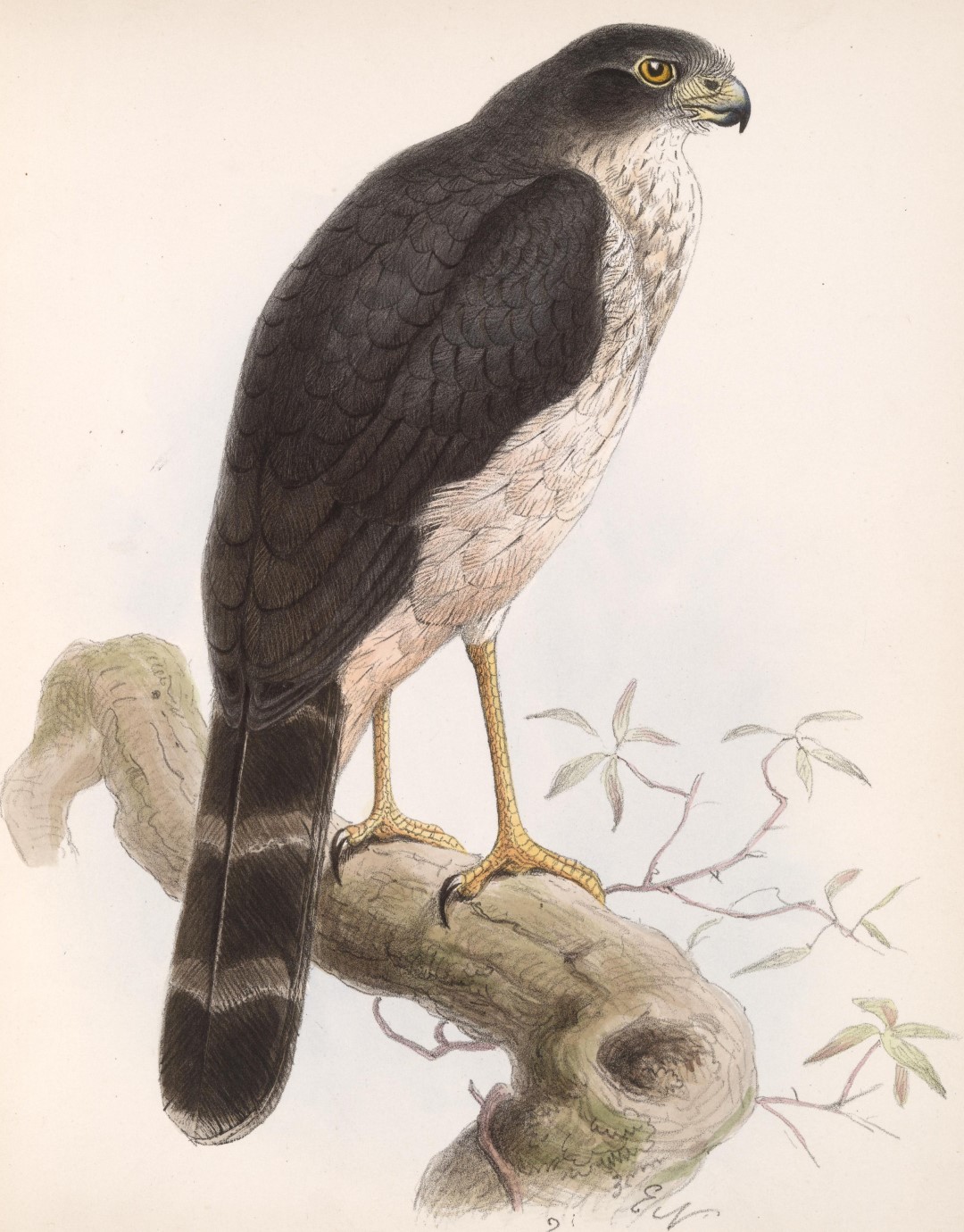 Lined Forest Falcon