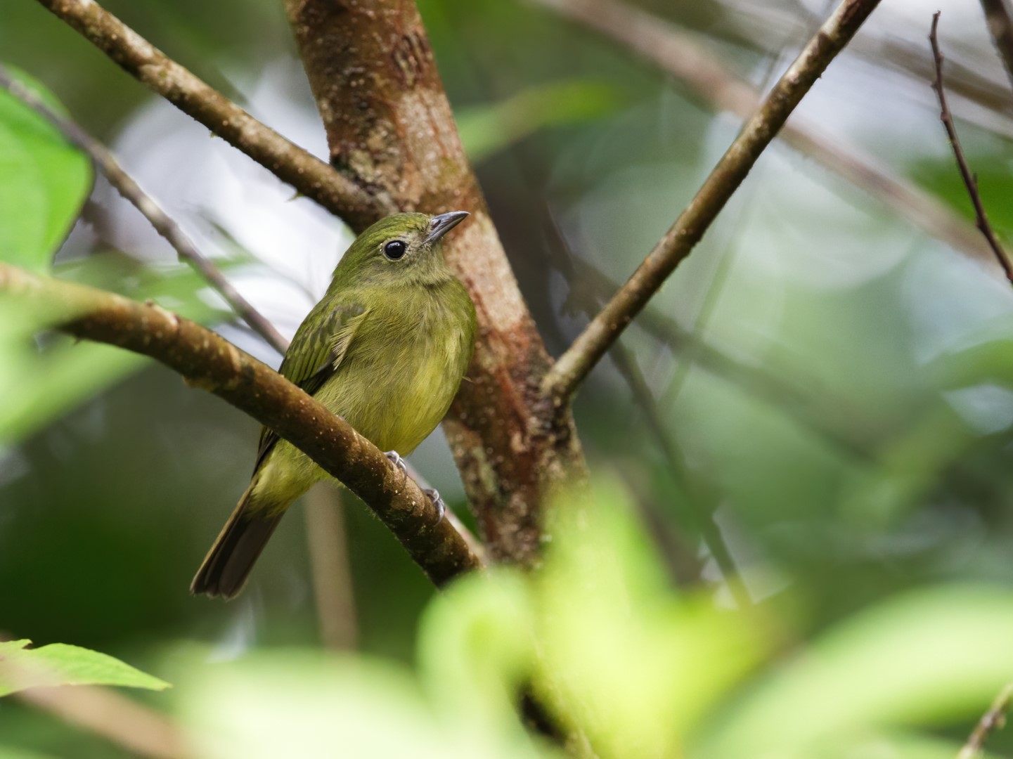 Lita's Cryptic Flycatcher