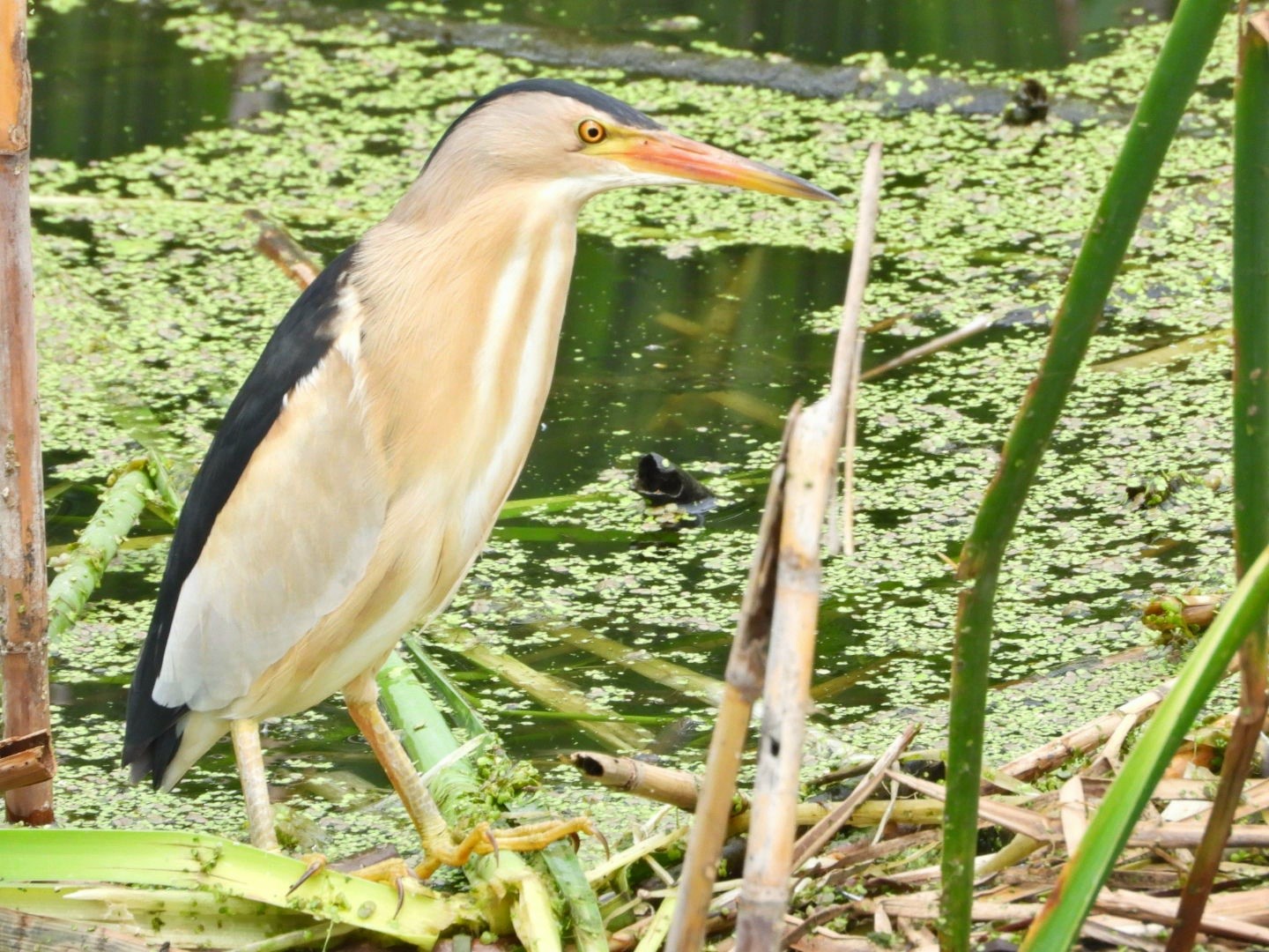 Little Bittern