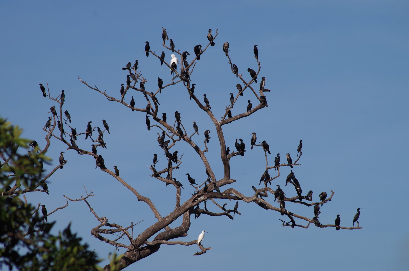 Little Black Cormorant