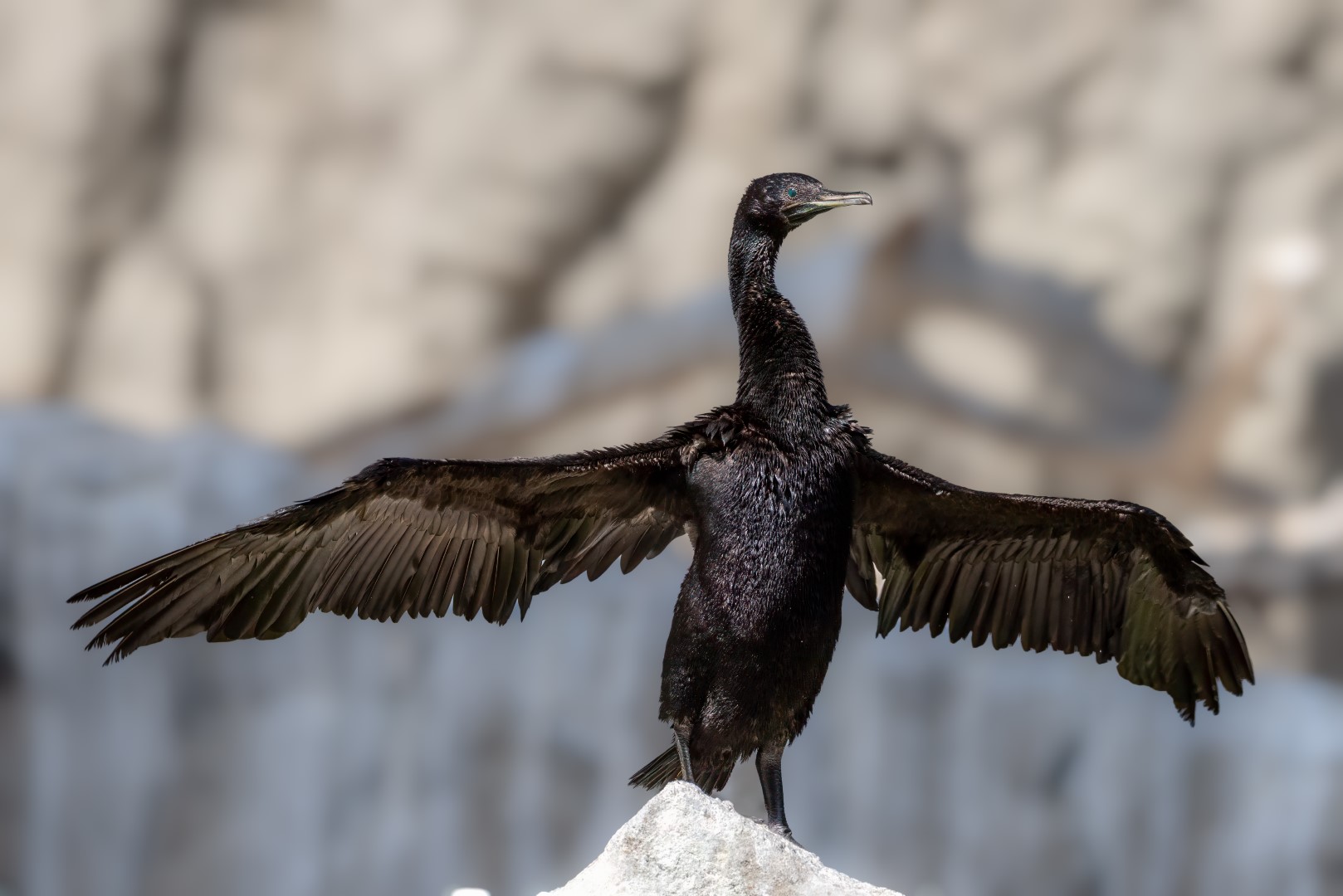 Little Black Cormorant