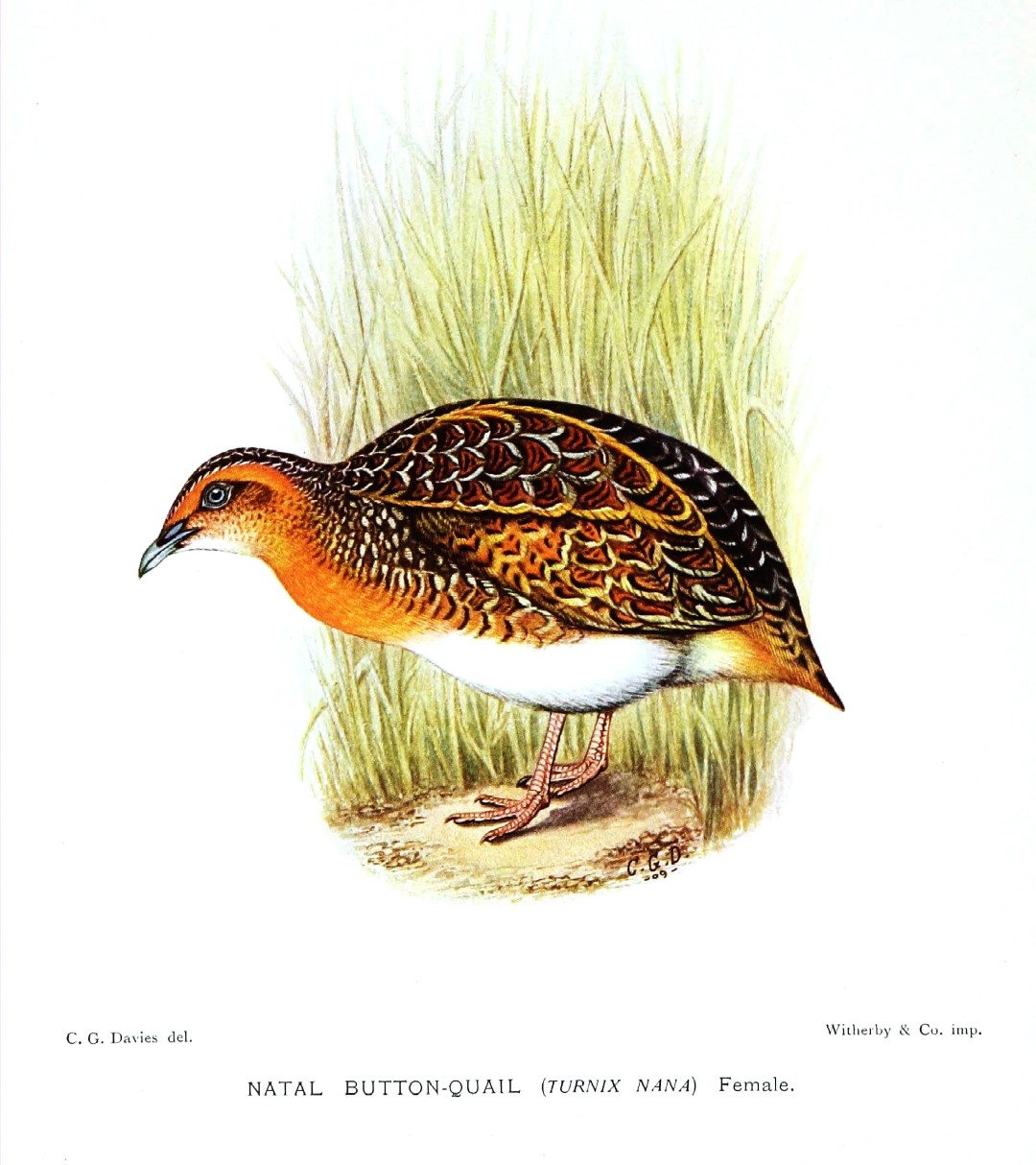 Little Buttonquail