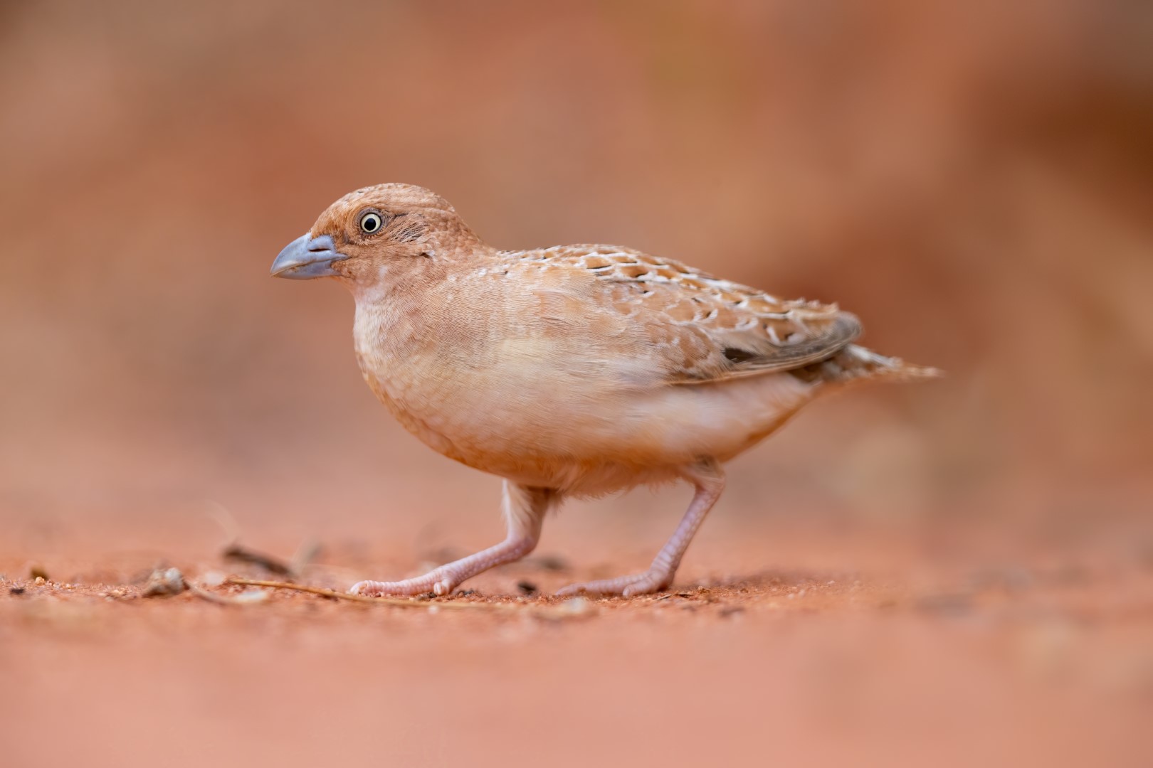 Little Buttonquail
