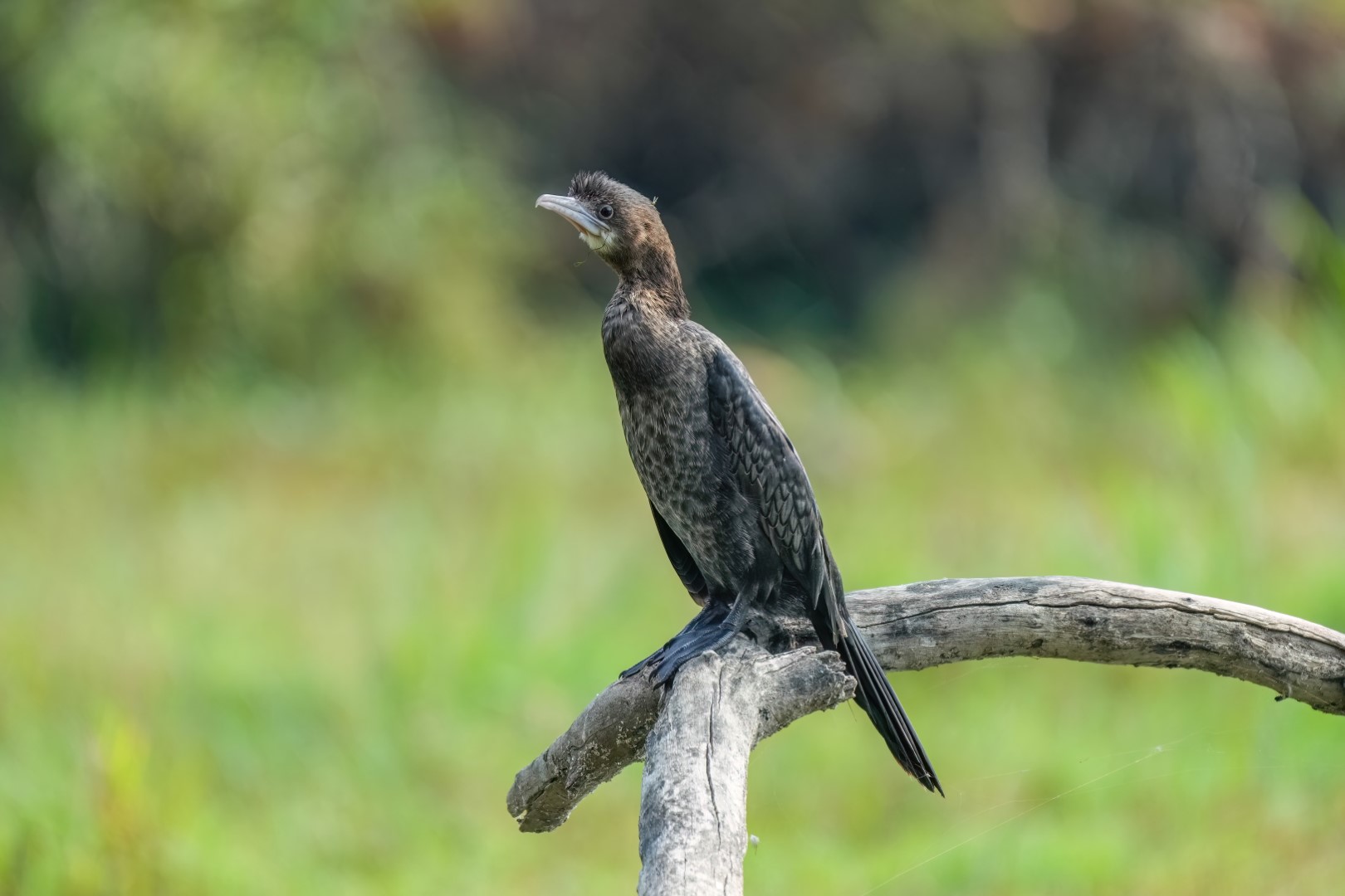 Little Cormorant