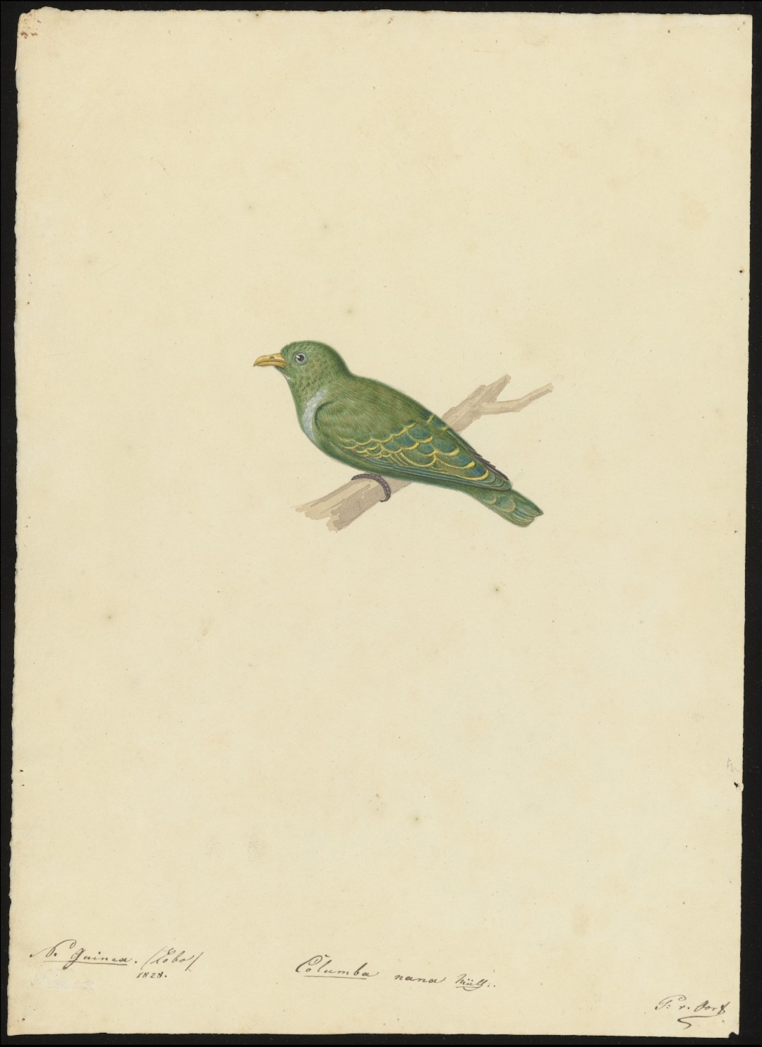 Little Green-pigeon