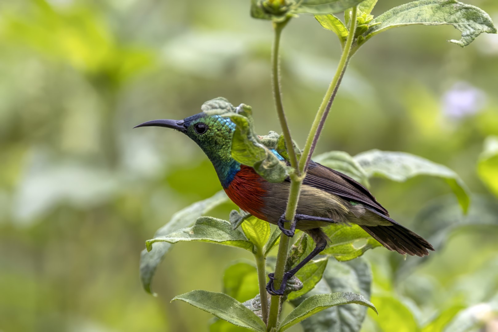 Little Green Sunbird