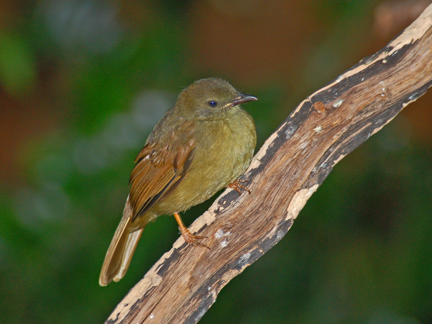 Little Greenbul