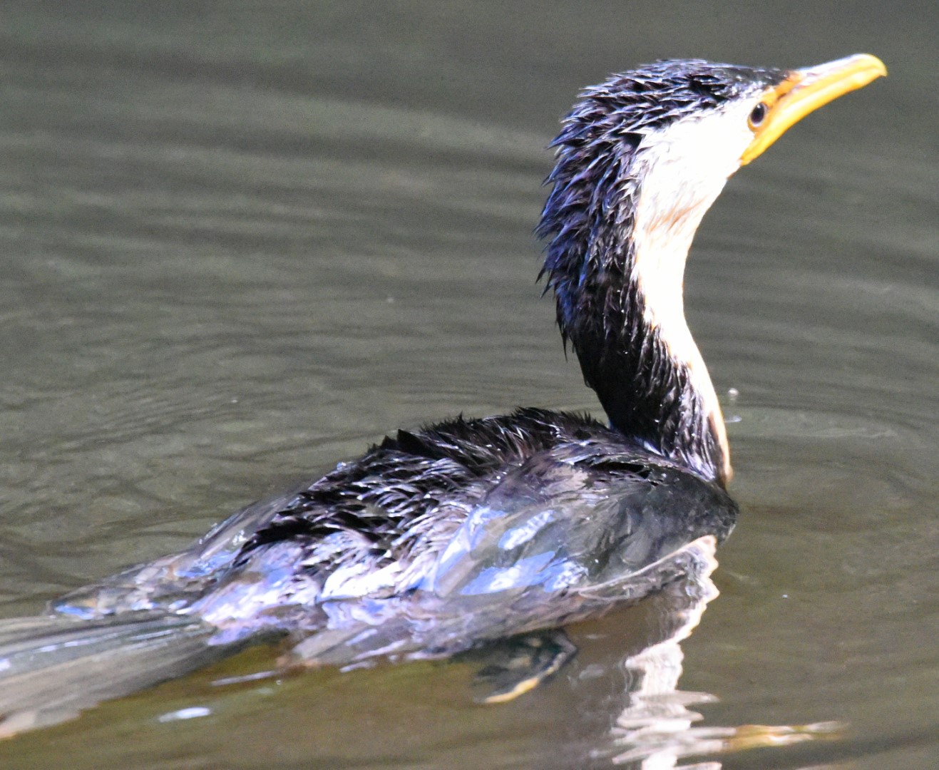 Little Pied Cormorant