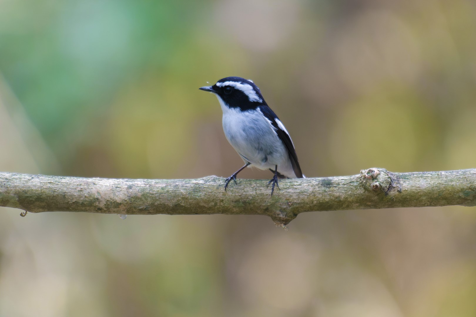 Little Pied Flycatcher