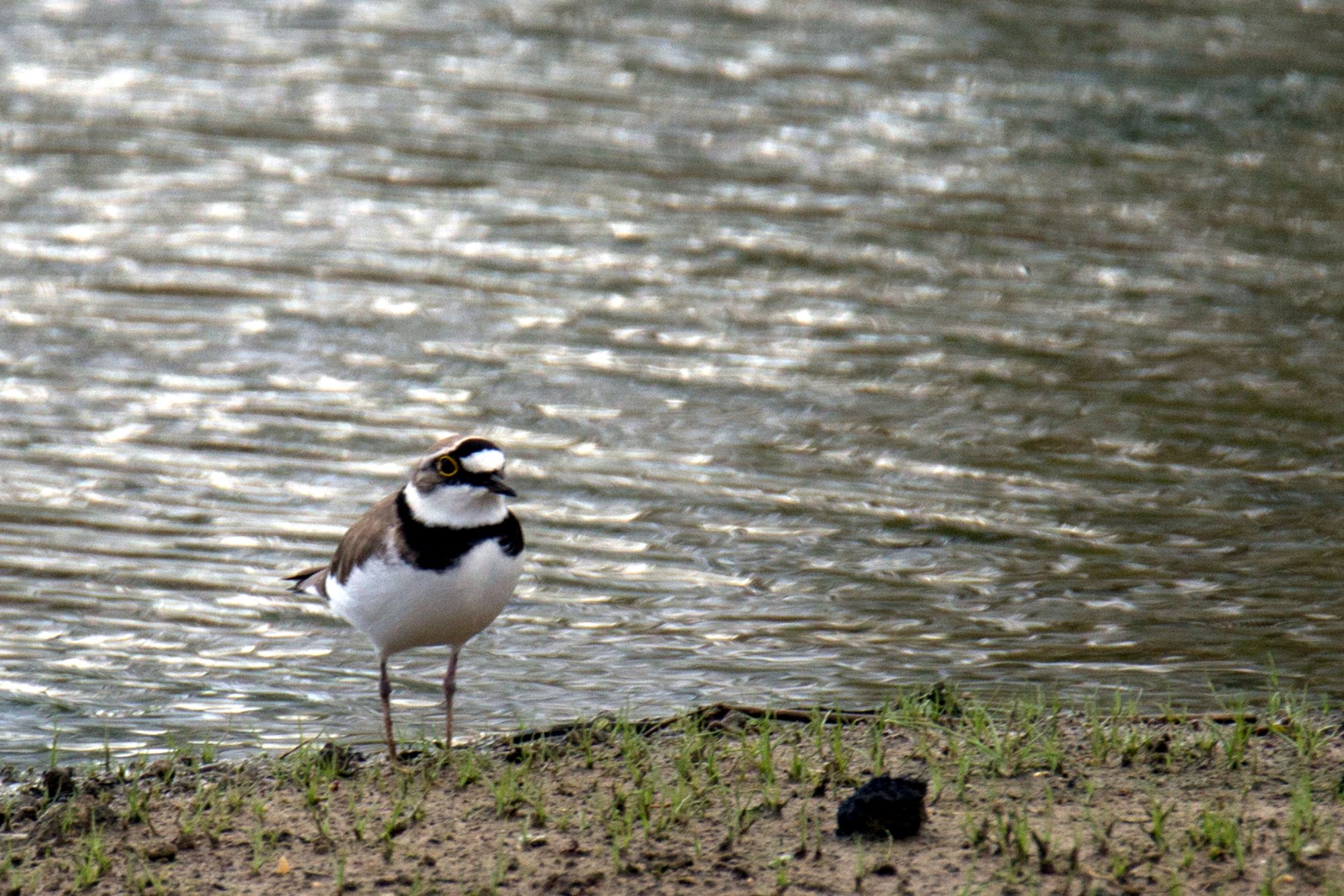 Little Ringed Plover