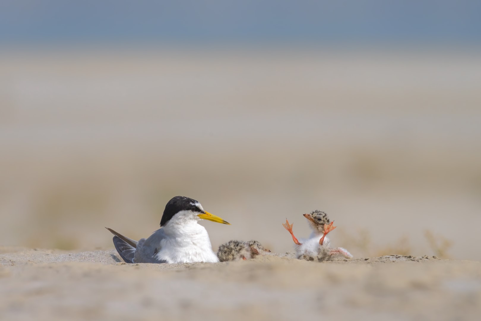 Little Tern