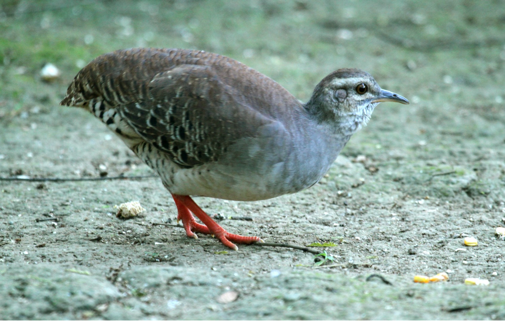 Little Tinamou